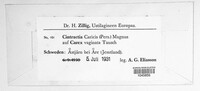 Anthracoidea caricis image